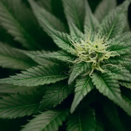 cannabis gardening