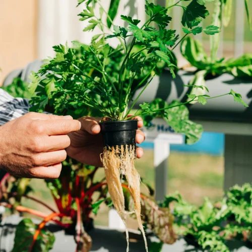 hydroponic gardening