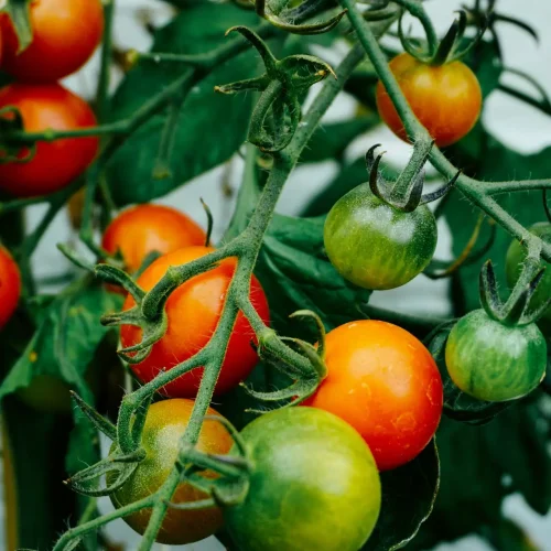 organic gardening